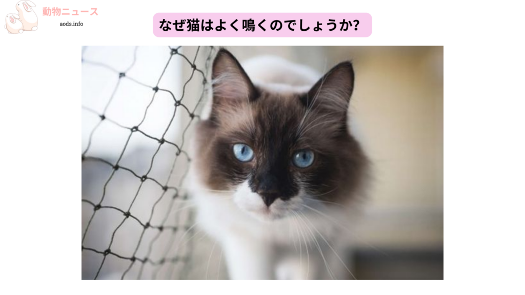 なぜ猫はよく鳴くのでしょうか？