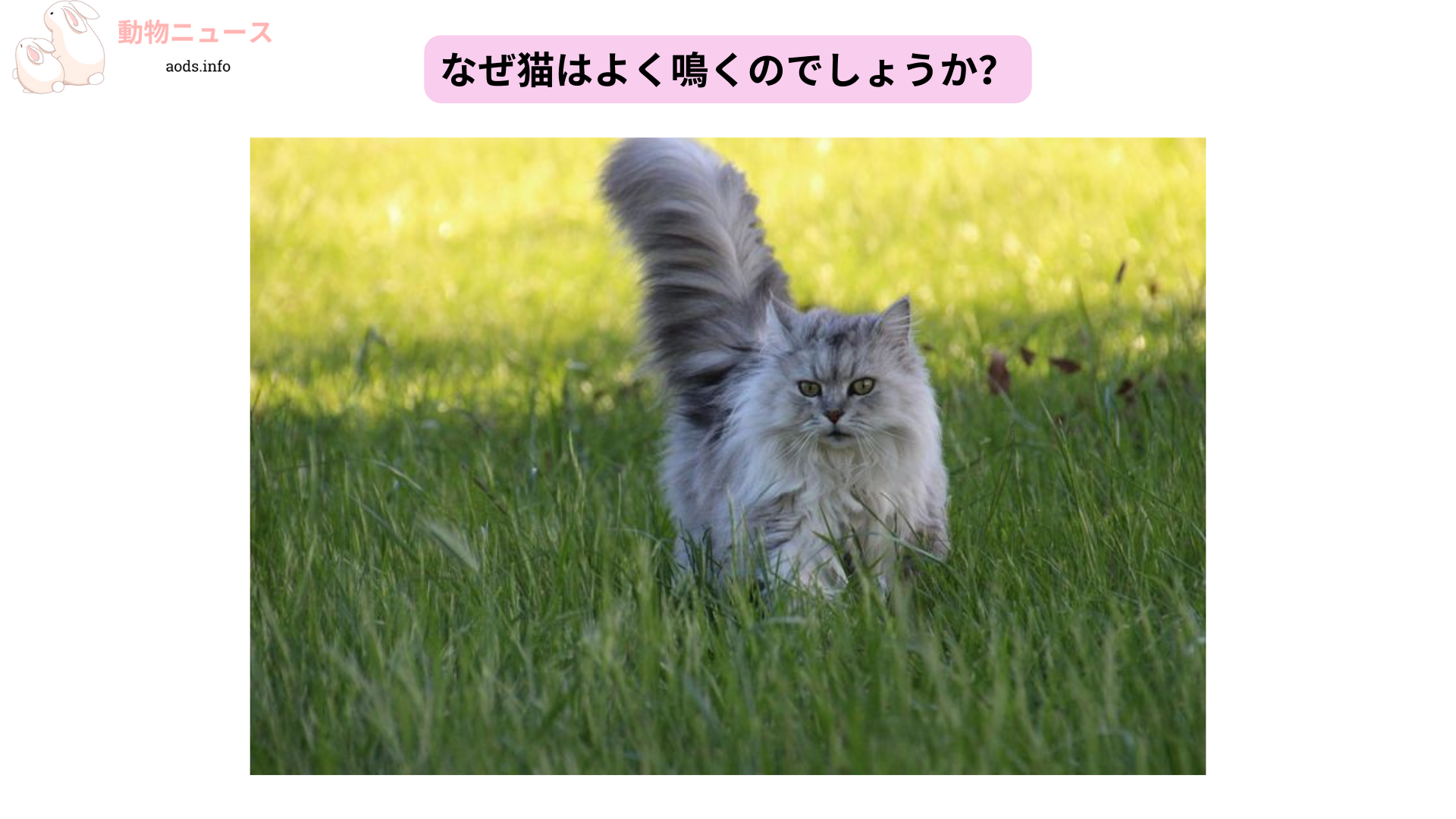 なぜ猫はよく鳴くのでしょうか？