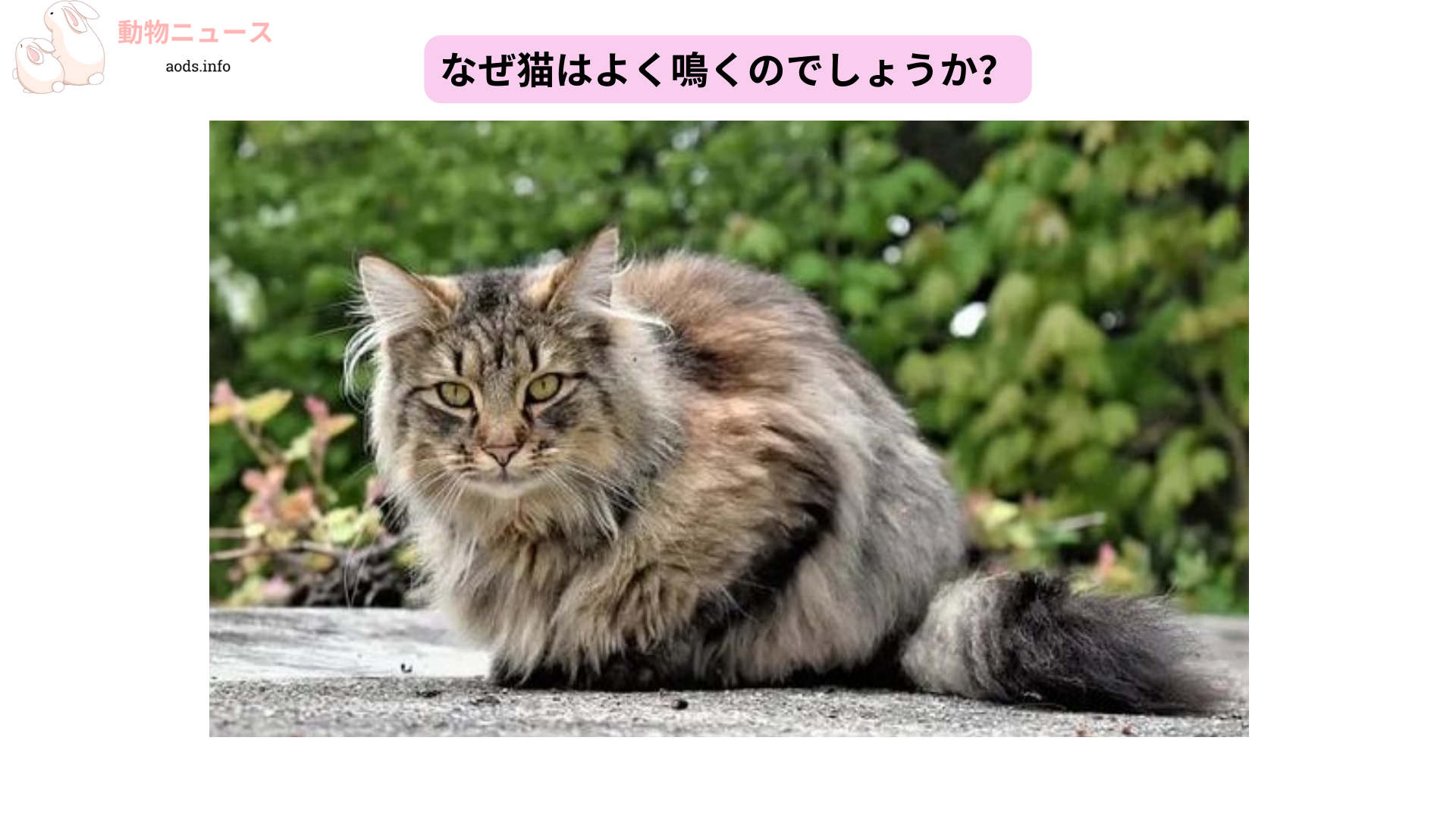 なぜ猫はよく鳴くのでしょうか？