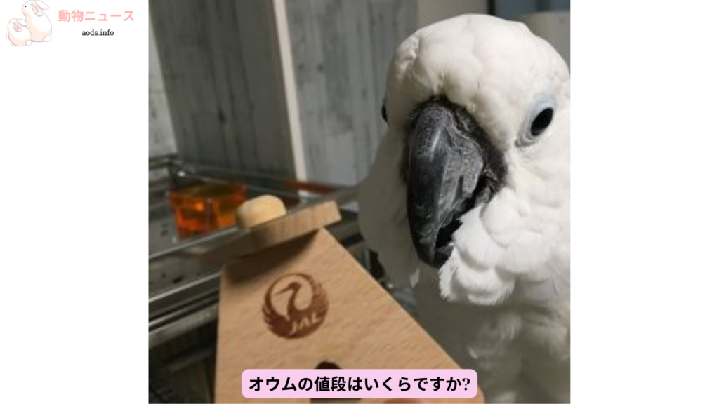 オウムの値段はいくらですか