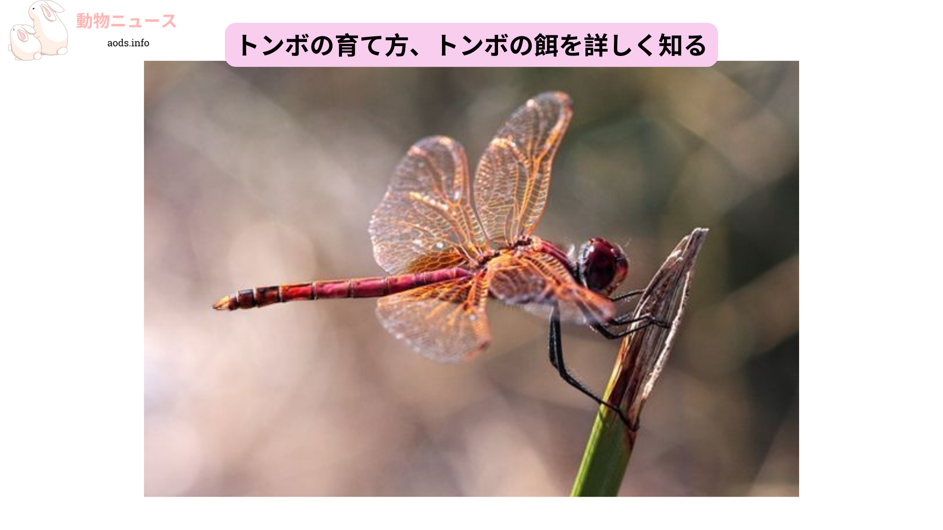 トンボの育て方、トンボの餌を詳しく知る (1)