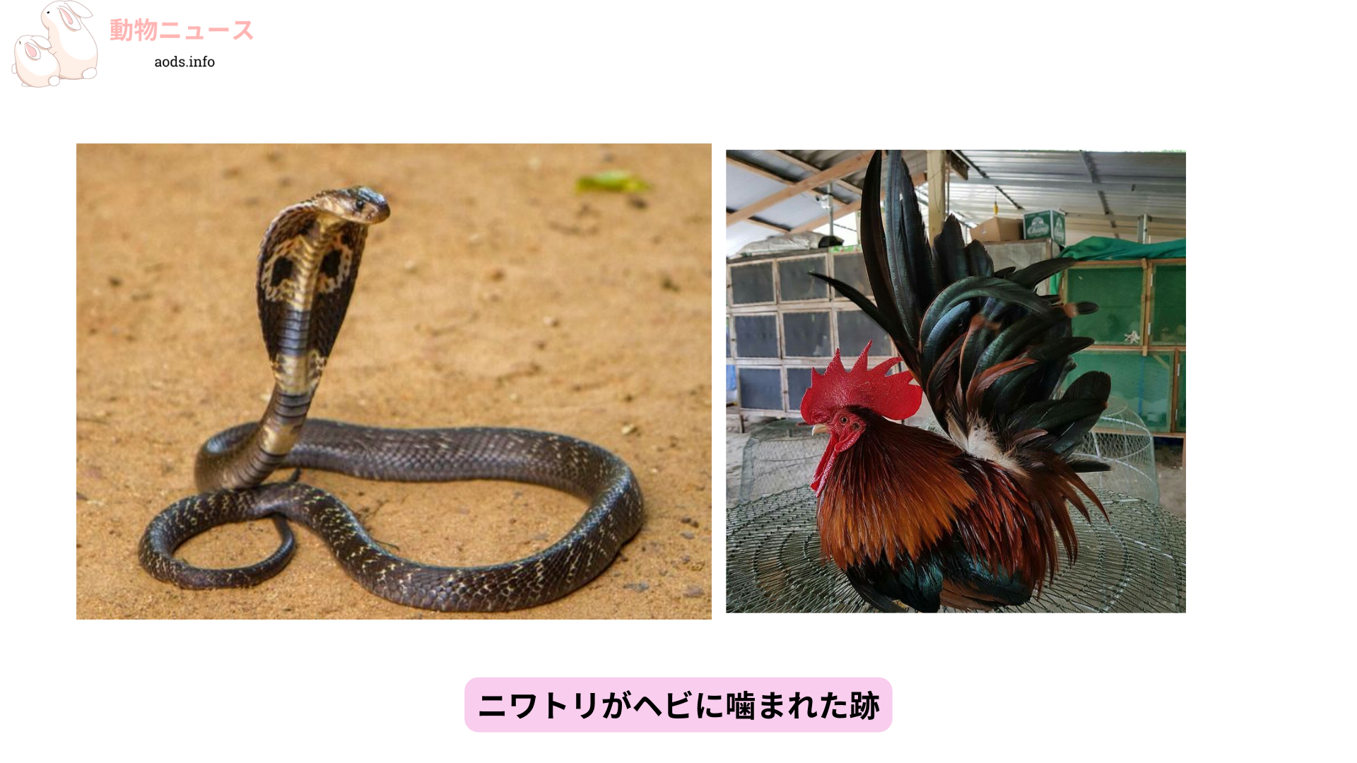 ニワトリがヘビに噛まれた跡