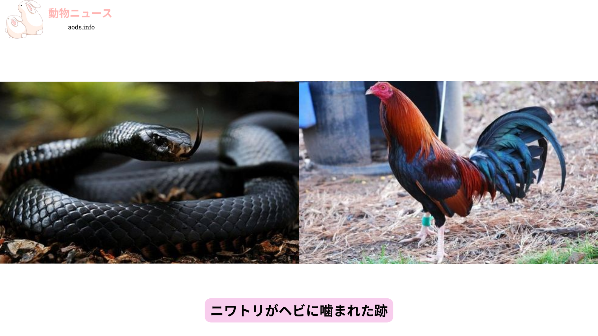 ニワトリがヘビに噛まれた跡