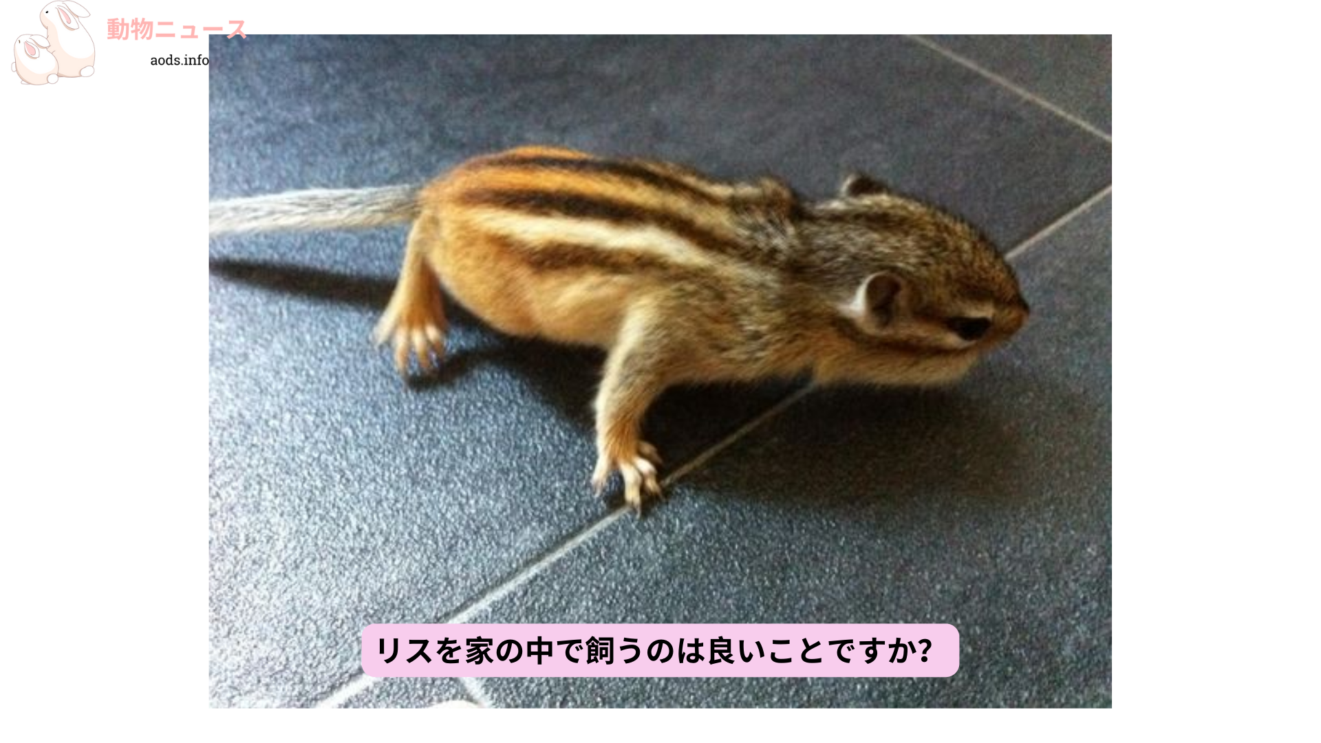 リスを家の中で飼うのは良いことですか？ (1)