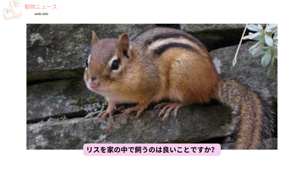 リスを家の中で飼うのは良いことですか？