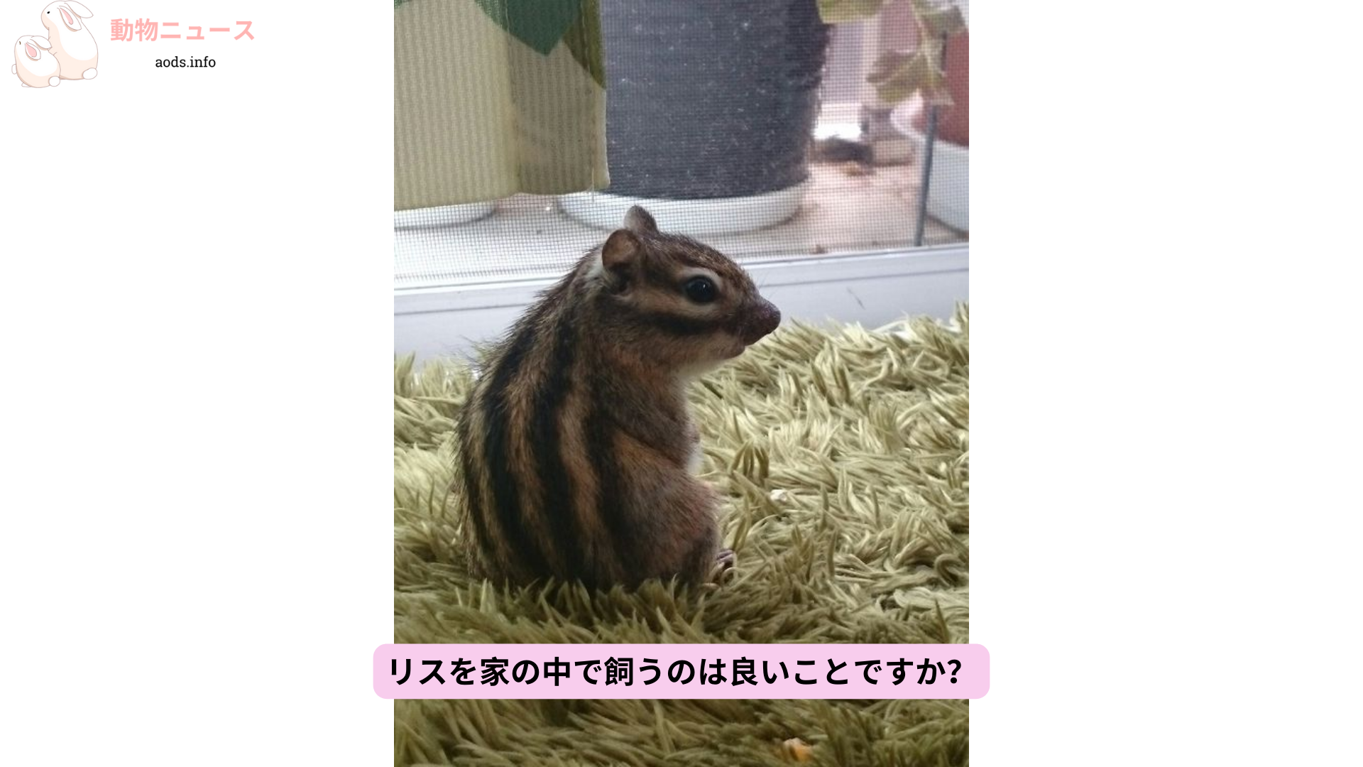 リスを家の中で飼うのは良いことですか？ (1)