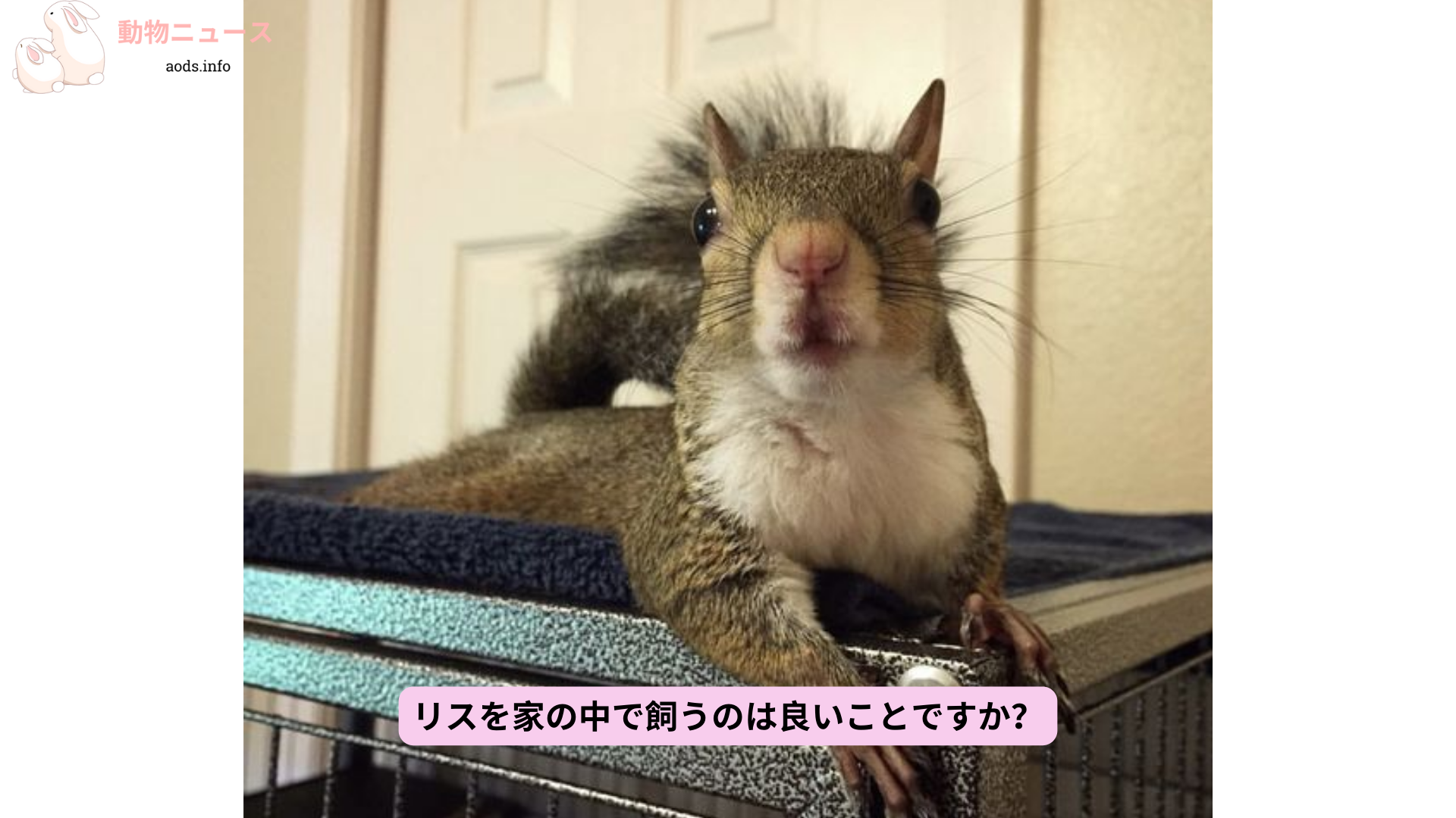 リスを家の中で飼うのは良いことですか？ (1)