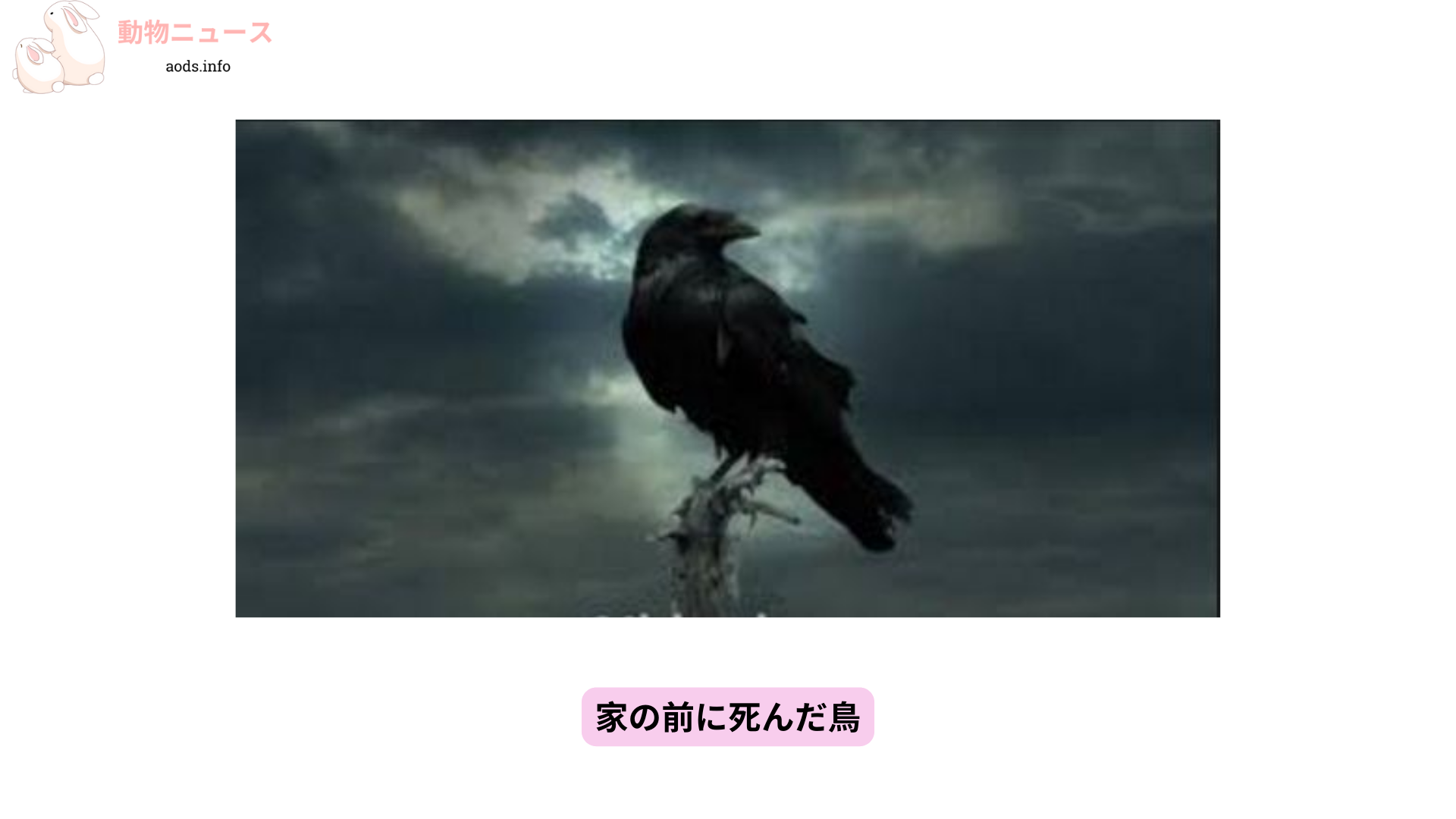 家の前に死んだ鳥