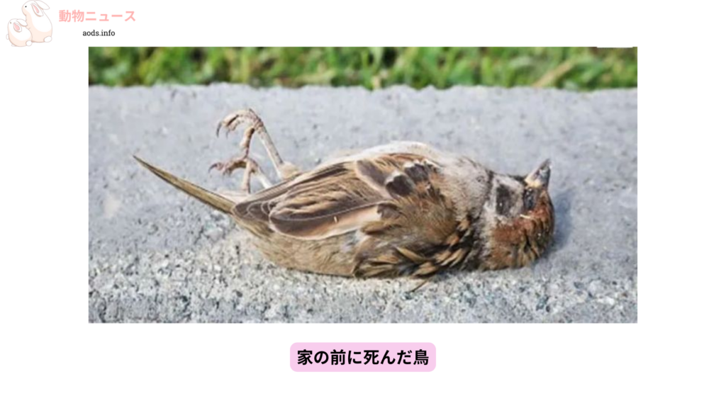 家の前に死んだ鳥