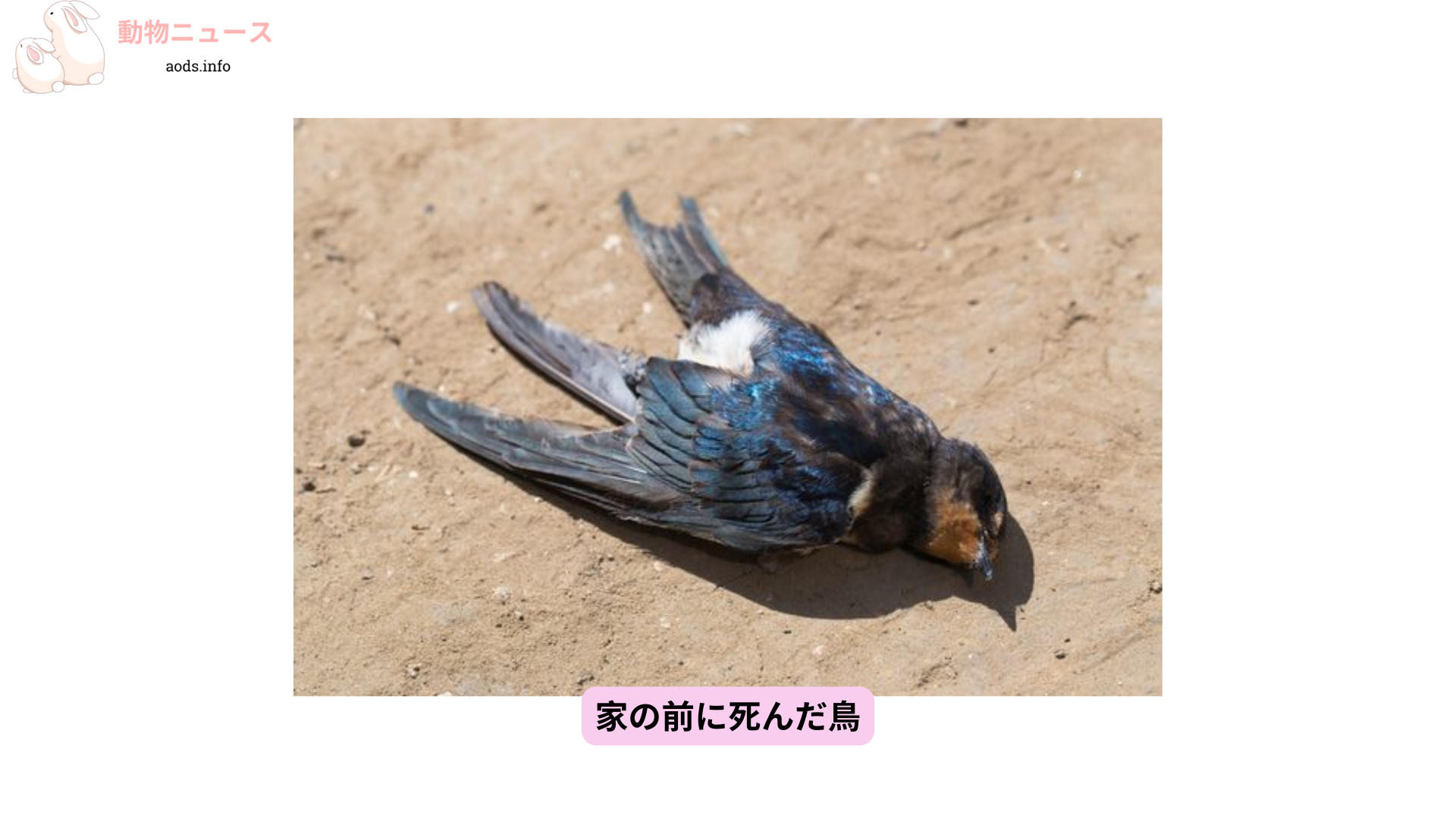 家の前に死んだ鳥