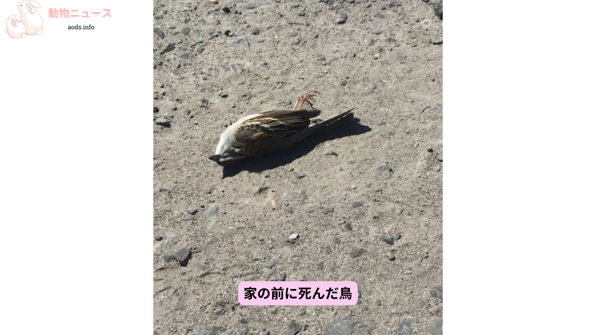 家の前に死んだ鳥