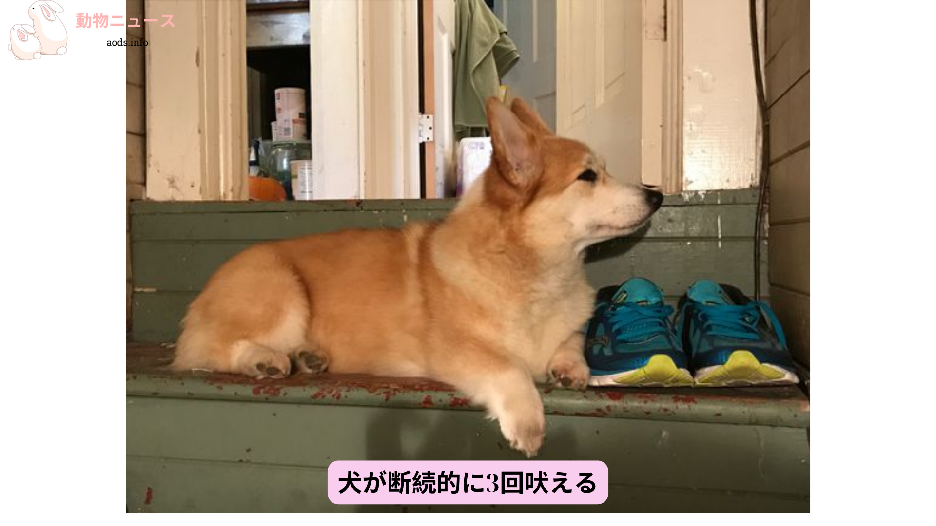 犬が断続的に3回吠える