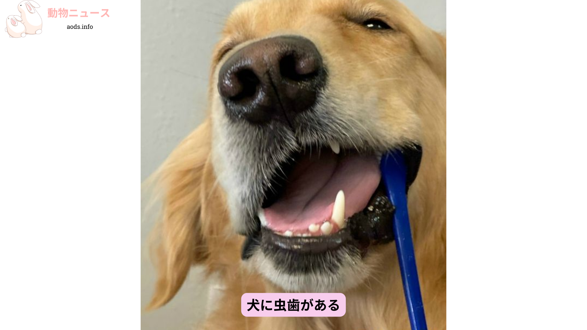 犬に虫歯がある