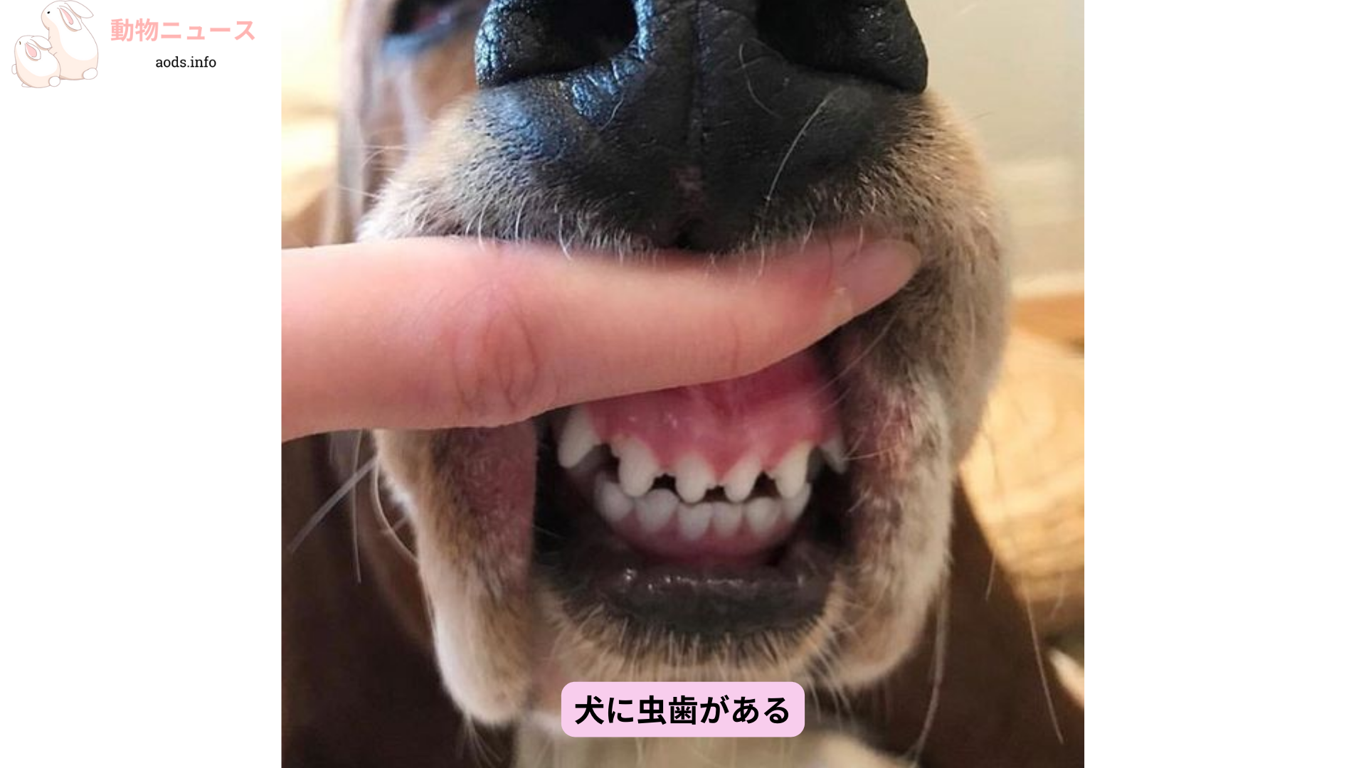 犬に虫歯がある