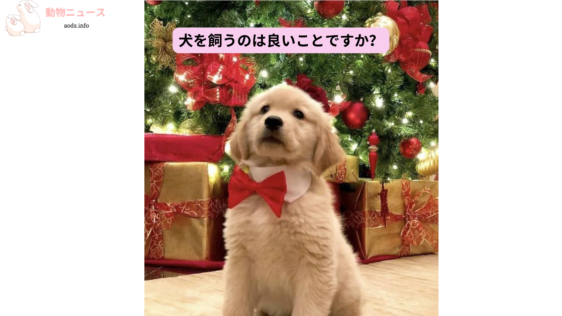 犬を飼うのは良いことですか？ (1)