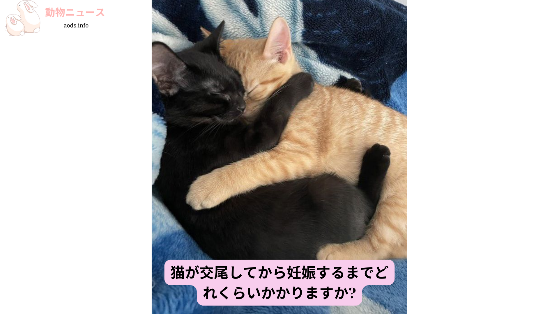 猫が交尾してから妊娠するまでどれくらいかかりますか