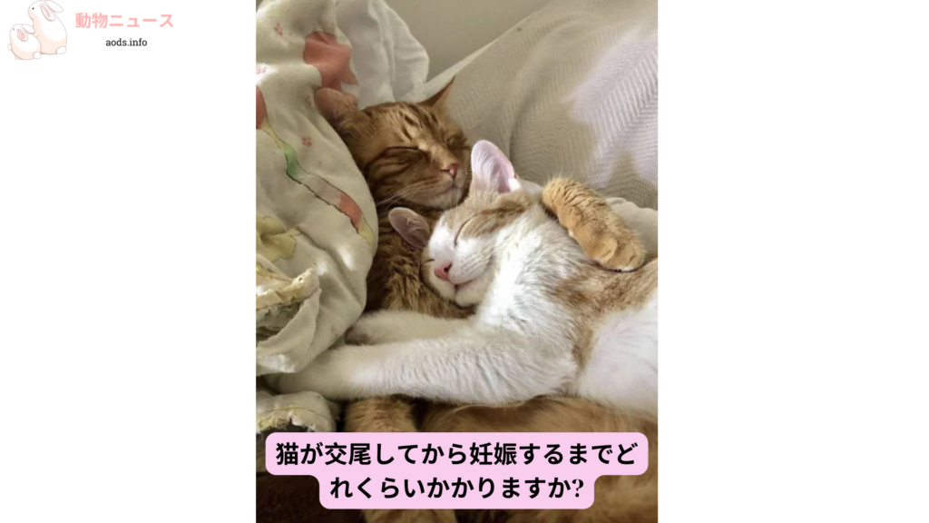 猫が交尾してから妊娠するまでどれくらいかかりますか