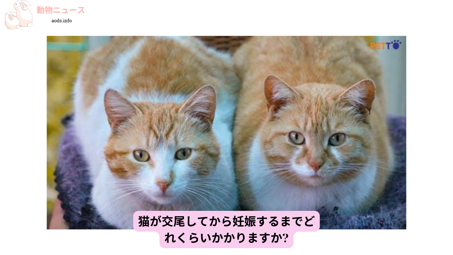 猫が交尾してから妊娠するまでどれくらいかかりますか