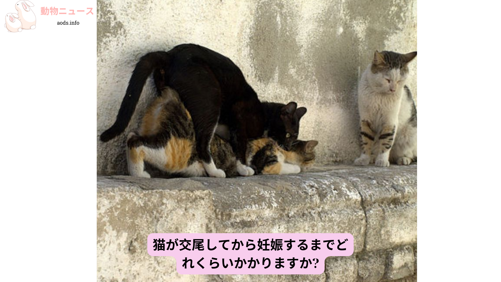 猫が交尾してから妊娠するまでどれくらいかかりますか