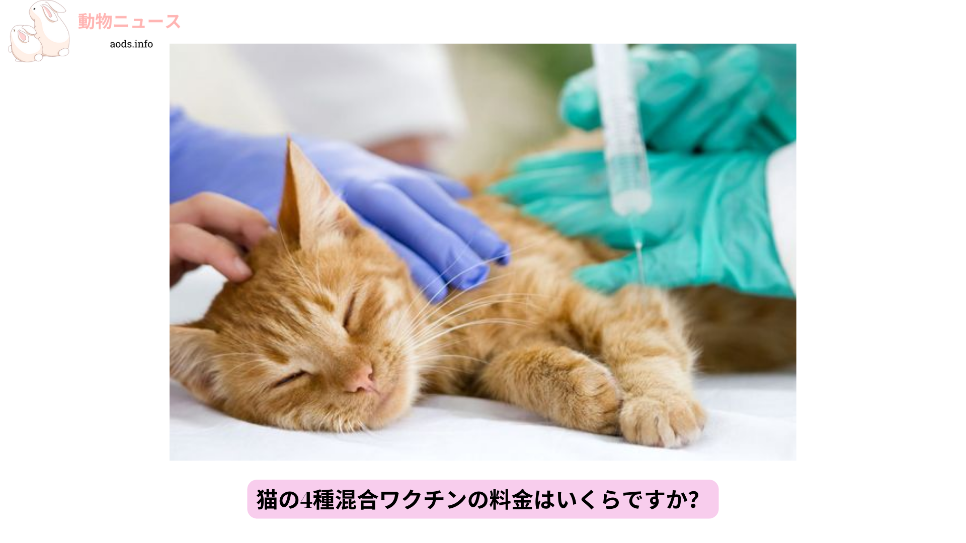 猫の4種混合ワクチンの料金はいくらですか？ (1)