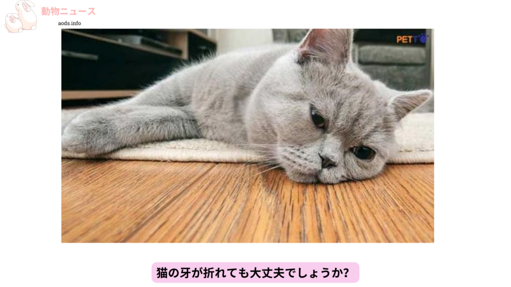 猫の牙が折れても大丈夫でしょうか？