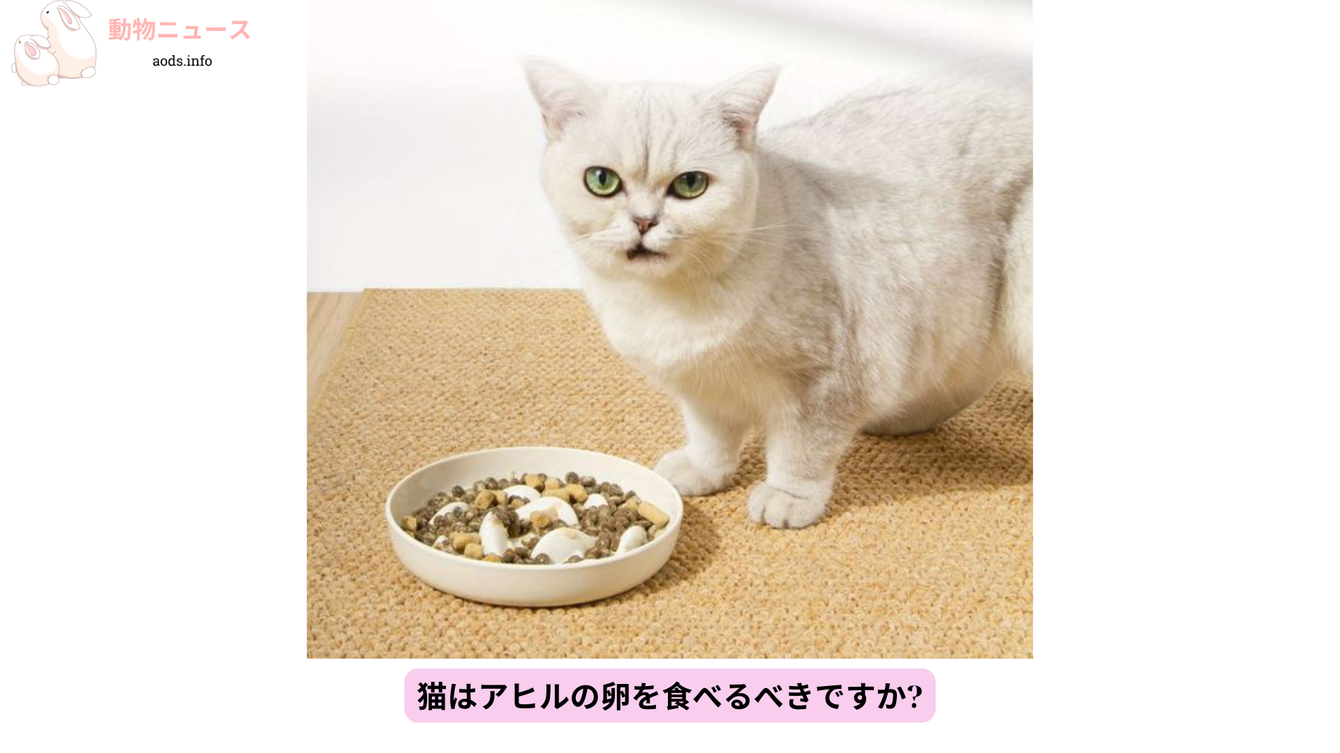 猫はアヒルの卵を食べるべきですか