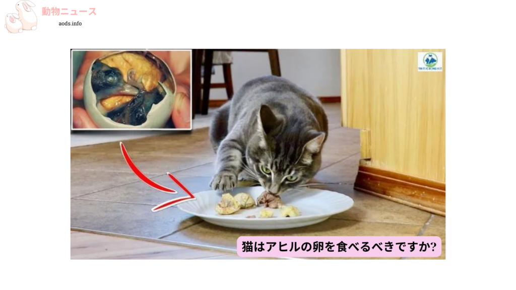 猫はアヒルの卵を食べるべきですか