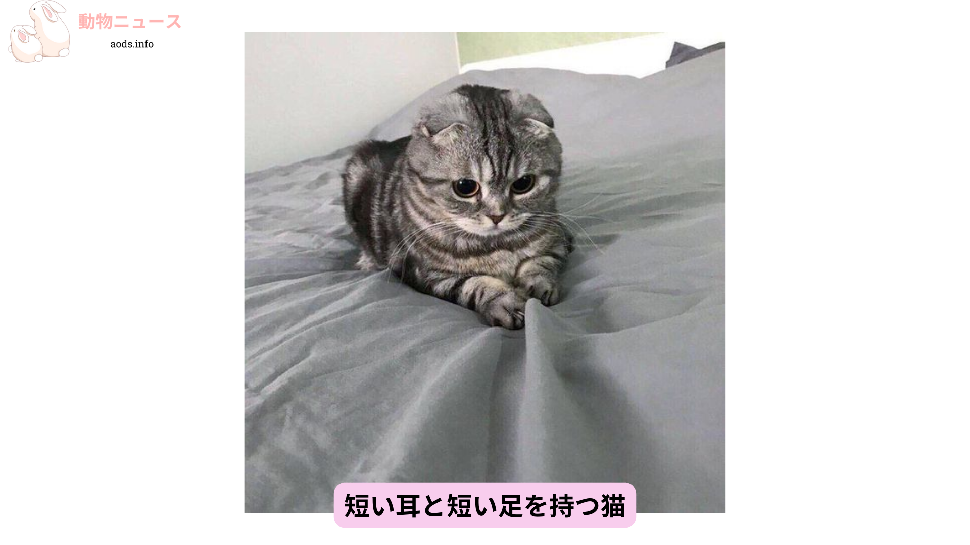 短い耳と短い足を持つ猫 (1)