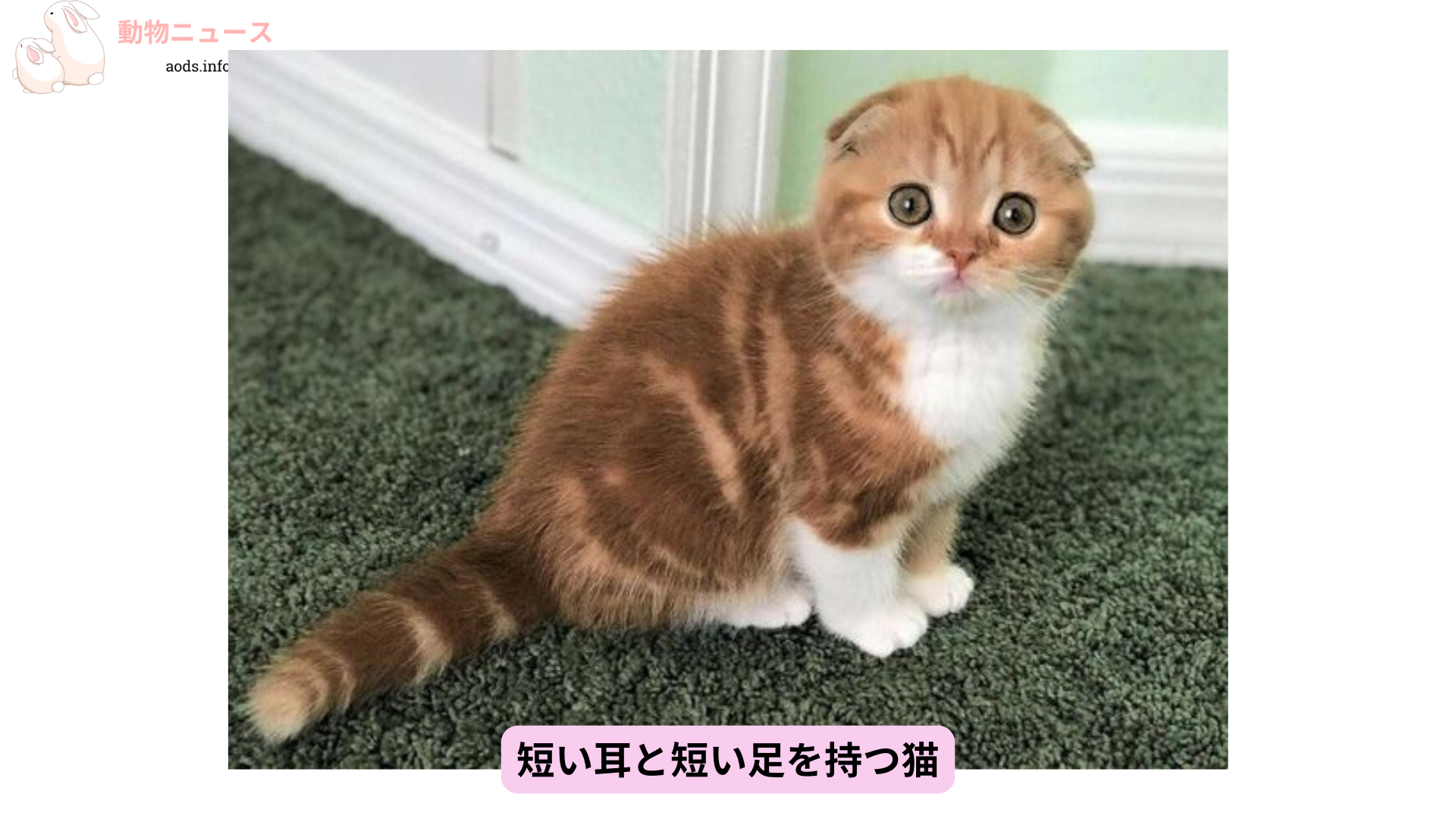 短い耳と短い足を持つ猫 (1)