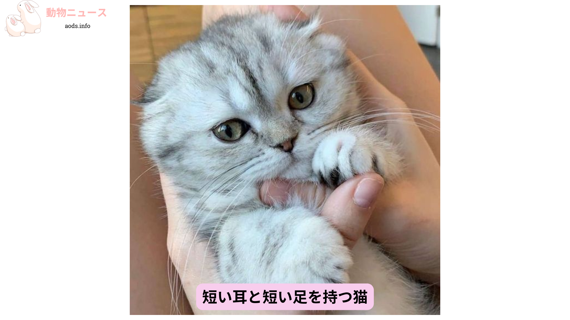 短い耳と短い足を持つ猫 (1)